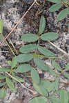 Florida hoarypea